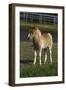 Miniature Horse 001-Bob Langrish-Framed Photographic Print