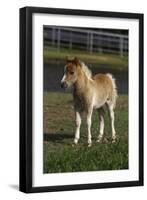 Miniature Horse 001-Bob Langrish-Framed Photographic Print