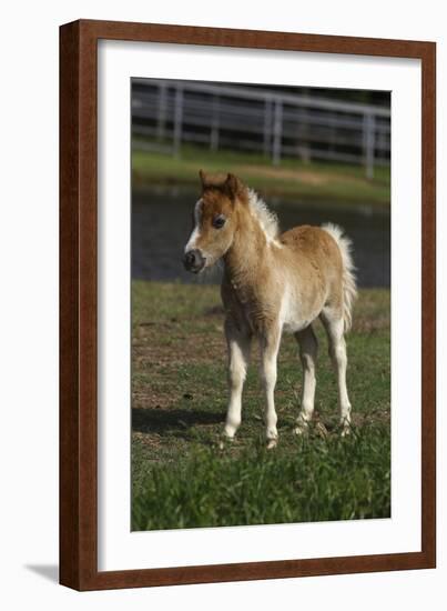 Miniature Horse 001-Bob Langrish-Framed Photographic Print