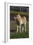 Miniature Horse 001-Bob Langrish-Framed Photographic Print