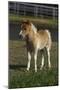 Miniature Horse 001-Bob Langrish-Mounted Photographic Print