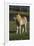 Miniature Horse 001-Bob Langrish-Framed Photographic Print