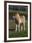 Miniature Horse 001-Bob Langrish-Framed Photographic Print