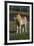 Miniature Horse 001-Bob Langrish-Framed Photographic Print