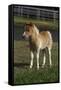 Miniature Horse 001-Bob Langrish-Framed Stretched Canvas