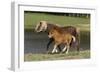 Miniature Horse 002-Bob Langrish-Framed Photographic Print