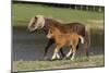 Miniature Horse 002-Bob Langrish-Mounted Photographic Print