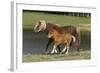 Miniature Horse 002-Bob Langrish-Framed Photographic Print