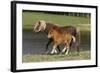 Miniature Horse 002-Bob Langrish-Framed Photographic Print