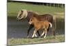 Miniature Horse 002-Bob Langrish-Mounted Photographic Print