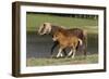 Miniature Horse 002-Bob Langrish-Framed Premium Photographic Print