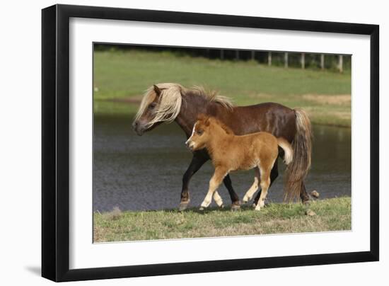 Miniature Horse 002-Bob Langrish-Framed Premium Photographic Print