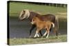 Miniature Horse 002-Bob Langrish-Stretched Canvas