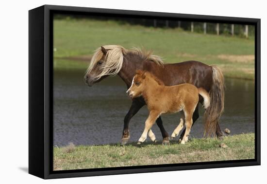 Miniature Horse 002-Bob Langrish-Framed Stretched Canvas