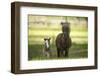 Miniature horse family-Maresa Pryor-Framed Premium Photographic Print