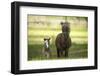 Miniature horse family-Maresa Pryor-Framed Premium Photographic Print