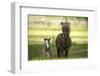 Miniature horse family-Maresa Pryor-Framed Premium Photographic Print