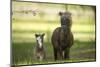 Miniature horse family-Maresa Pryor-Mounted Premium Photographic Print