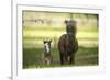 Miniature horse family-Maresa Pryor-Framed Premium Photographic Print