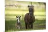 Miniature horse family-Maresa Pryor-Mounted Premium Photographic Print