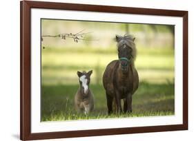 Miniature horse family-Maresa Pryor-Framed Photographic Print
