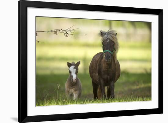 Miniature horse family-Maresa Pryor-Framed Photographic Print