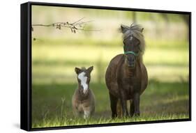 Miniature horse family-Maresa Pryor-Framed Stretched Canvas