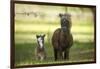 Miniature horse family-Maresa Pryor-Framed Photographic Print