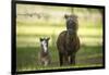 Miniature horse family-Maresa Pryor-Framed Photographic Print