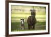 Miniature horse family-Maresa Pryor-Framed Photographic Print