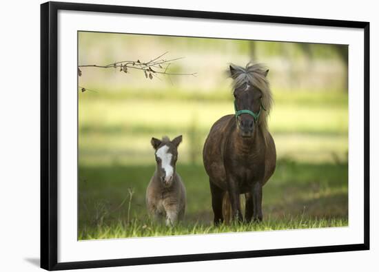 Miniature horse family-Maresa Pryor-Framed Photographic Print