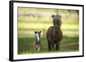 Miniature horse family-Maresa Pryor-Framed Photographic Print