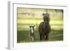 Miniature horse family-Maresa Pryor-Framed Photographic Print