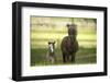 Miniature horse family-Maresa Pryor-Framed Photographic Print