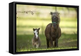Miniature horse family-Maresa Pryor-Framed Stretched Canvas
