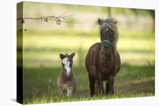 Miniature horse family-Maresa Pryor-Stretched Canvas