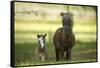 Miniature horse family-Maresa Pryor-Framed Stretched Canvas