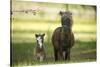 Miniature horse family-Maresa Pryor-Stretched Canvas