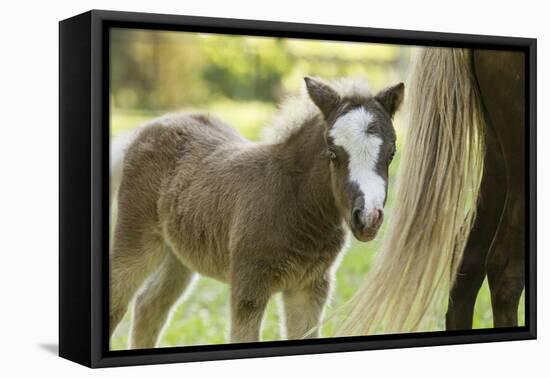 Miniature horse filly with mom, mare,-Maresa Pryor-Framed Stretched Canvas