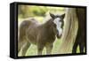 Miniature horse filly with mom, mare,-Maresa Pryor-Framed Stretched Canvas