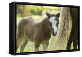 Miniature horse filly with mom, mare,-Maresa Pryor-Framed Stretched Canvas