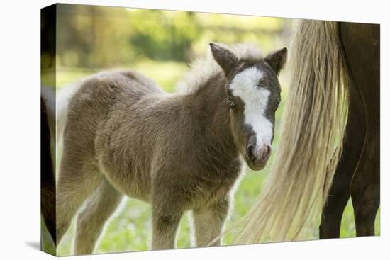 Miniature horse filly with mom, mare,-Maresa Pryor-Stretched Canvas