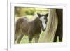 Miniature horse filly with mom, mare,-Maresa Pryor-Framed Photographic Print