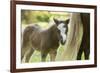 Miniature horse filly with mom, mare,-Maresa Pryor-Framed Photographic Print