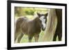 Miniature horse filly with mom, mare,-Maresa Pryor-Framed Photographic Print