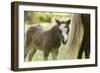 Miniature horse filly with mom, mare,-Maresa Pryor-Framed Photographic Print