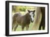 Miniature horse filly with mom, mare,-Maresa Pryor-Framed Photographic Print