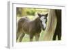 Miniature horse filly with mom, mare,-Maresa Pryor-Framed Photographic Print