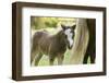 Miniature horse filly with mom, mare,-Maresa Pryor-Framed Premium Photographic Print