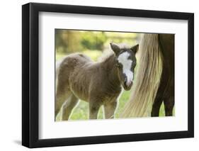 Miniature horse filly with mom, mare,-Maresa Pryor-Framed Premium Photographic Print